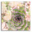 «Succulents 08» par Lightbox Journal-823826735