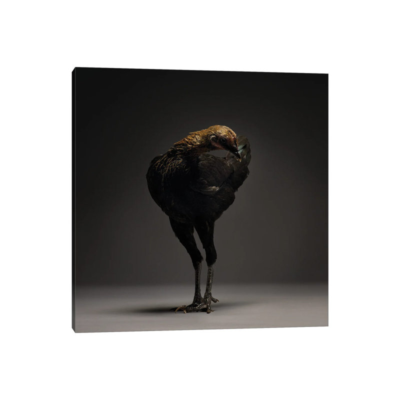 Modern English Game Fowl 1 Piece Wrapped Canvas Wall Art, 30.48 cm H x 30.48 cm W