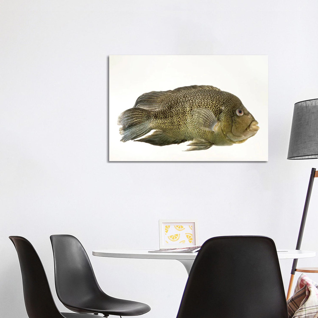 A Sinaloan Cichlid At The Arizona Sonora Desert Museum von Joel Sartore - Galerie-verpackte Leinwand Giclée auf Leinwand