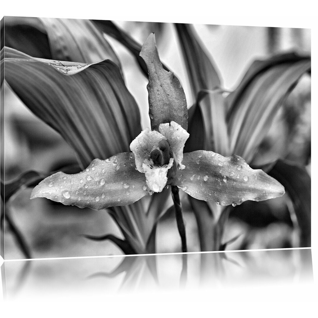 Leinwandbild Außergewöhnliche Blüte in Monochrom