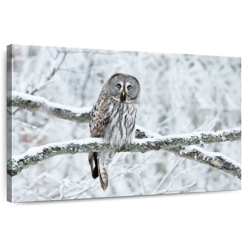 Brampt Great Grey Winter Owl, 30" H x 45" W