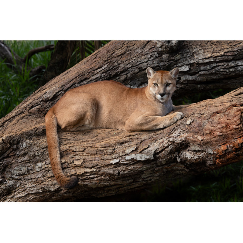 The Cougar (Puma Concolor) Resting On A Tree Trunk by Waldemar Seehagen - Wrapped Canvas Print, 20cm H x 30cm W x 3.8cm D