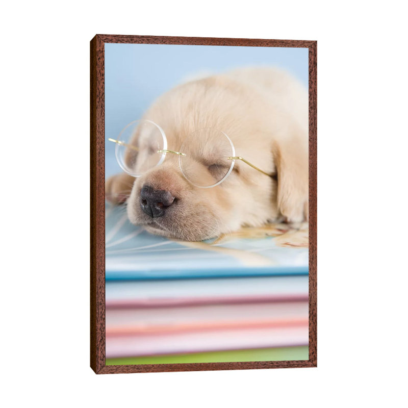 Aristotle by Rachael Hale - Print on Canvas, 101.6 cm H x 66.04 cm W, Classic Brown Wood Framed