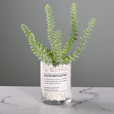 Plante grasse 11,02 po