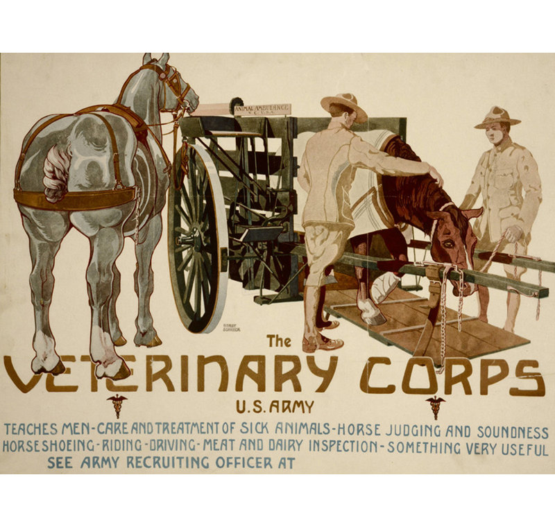 Veterinary Corps. U.S. Army