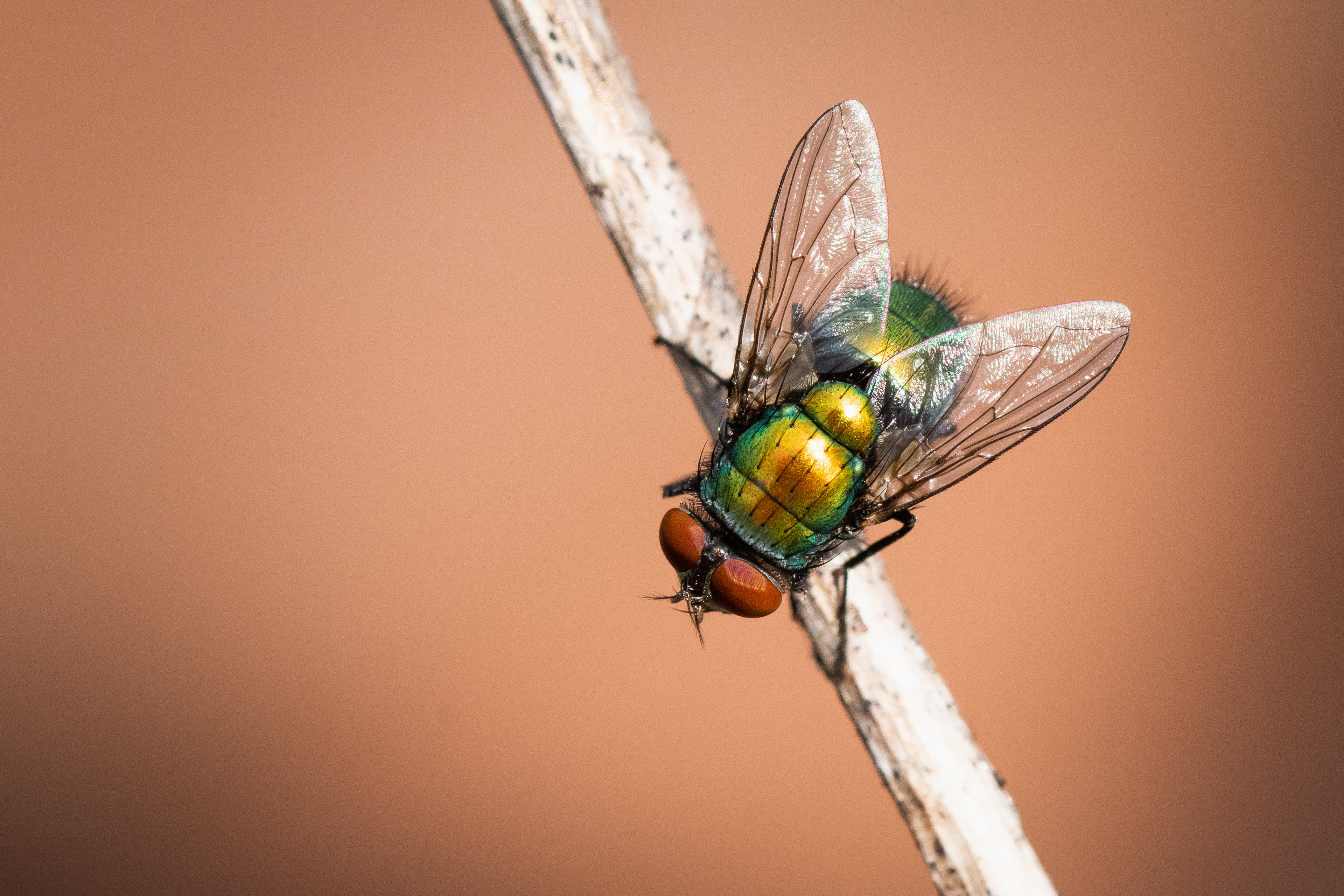 Ebern Designs Fly On Canvas Photograph | Wayfair