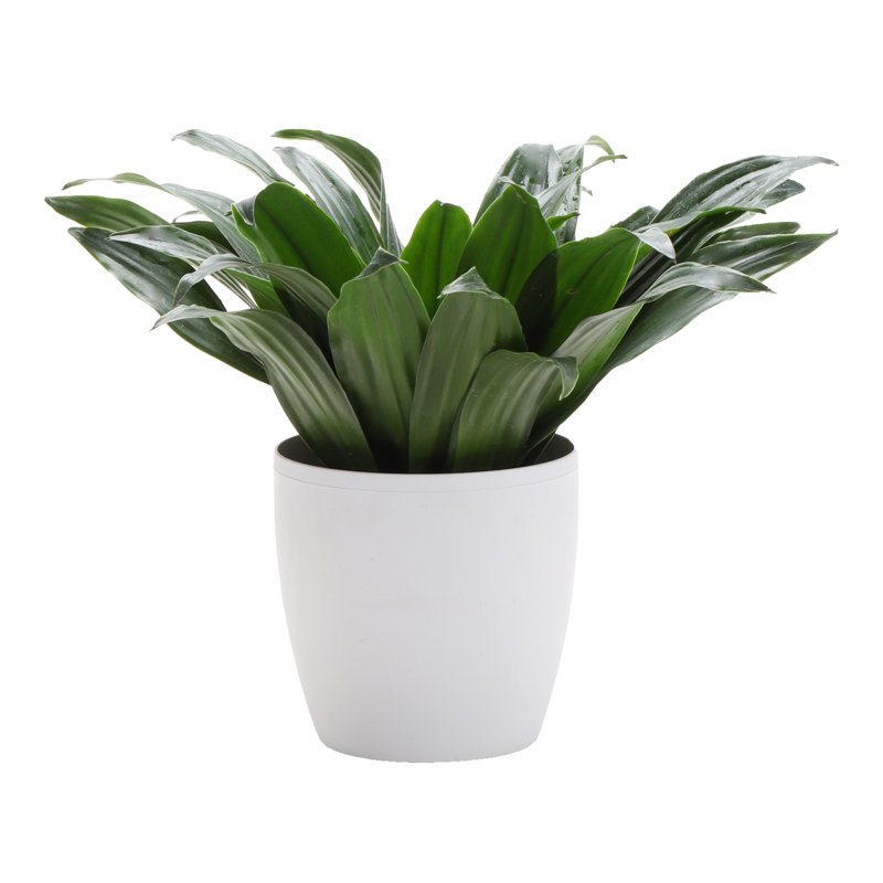 Dracaena Plant in Pot, White