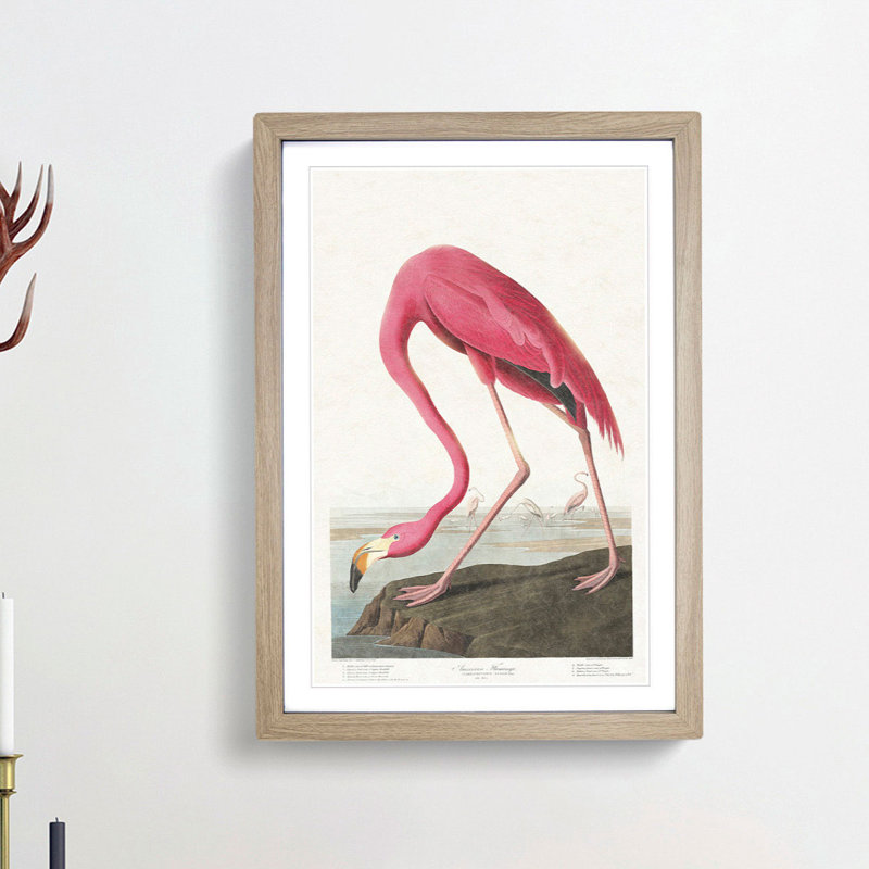 Pink Flamingo by John Audubon - Picture Frame Painting Print on MDF, Oak Framed, 48cm H x 36cm W x 2cm D