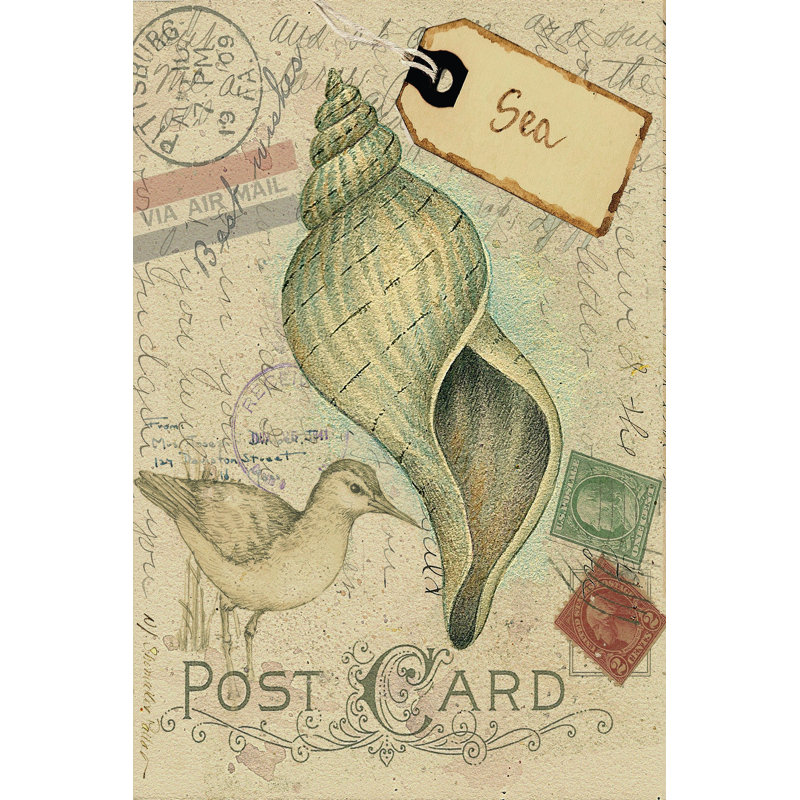 Postcard Shells II by Nancy Shumaker Pallan - Wrapped Canvas Art Prints, 46cm H x 30cm W x 3.8cm D