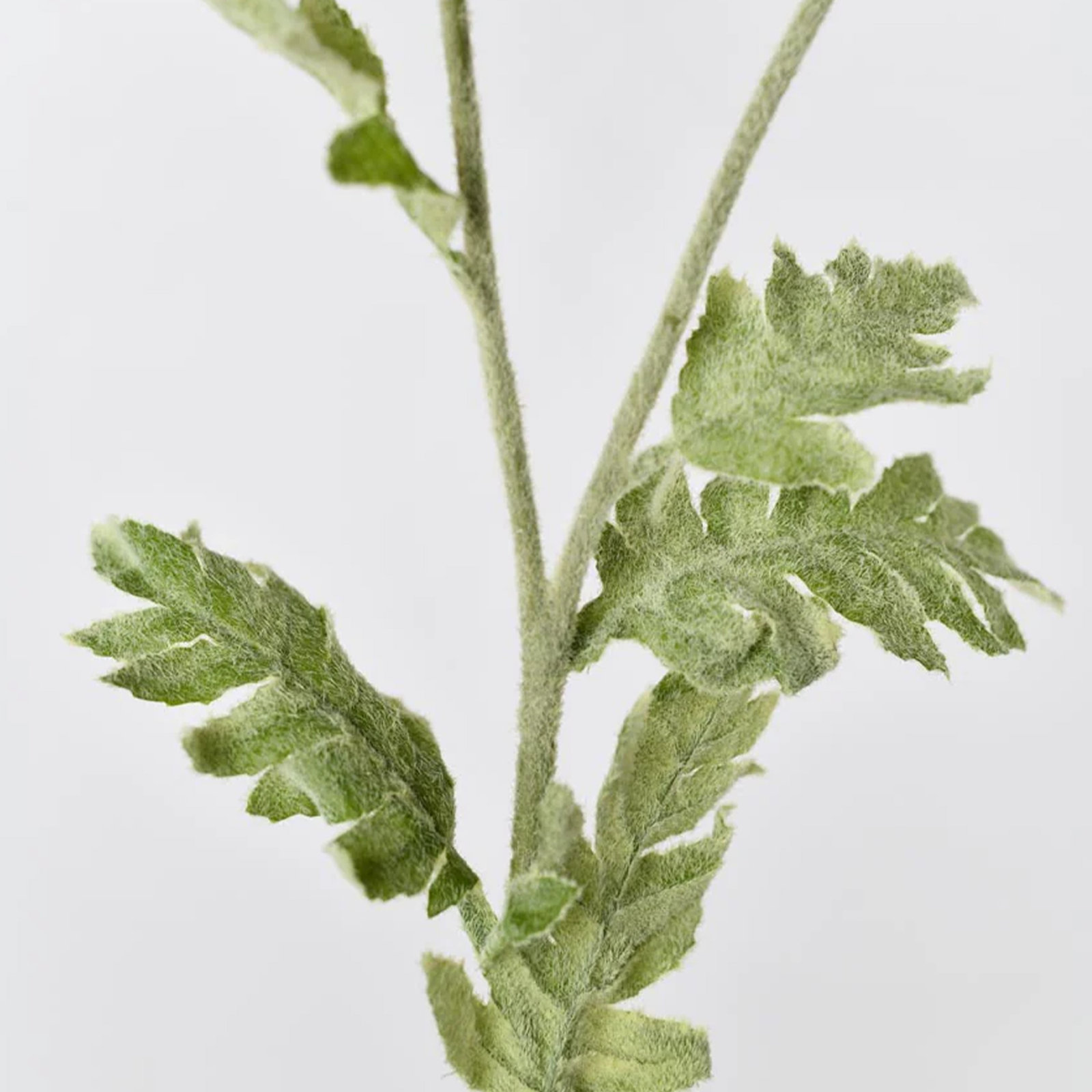 Audet Poppy Stems, Autumn Champagne