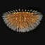 Lustre Francoise-399179385-399179332