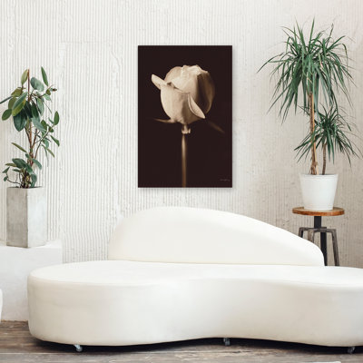 Rose moderne et contemporaine