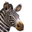 Statue foal zèbre à l’échelle grand-africains