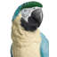 Macaw Bird Figurine