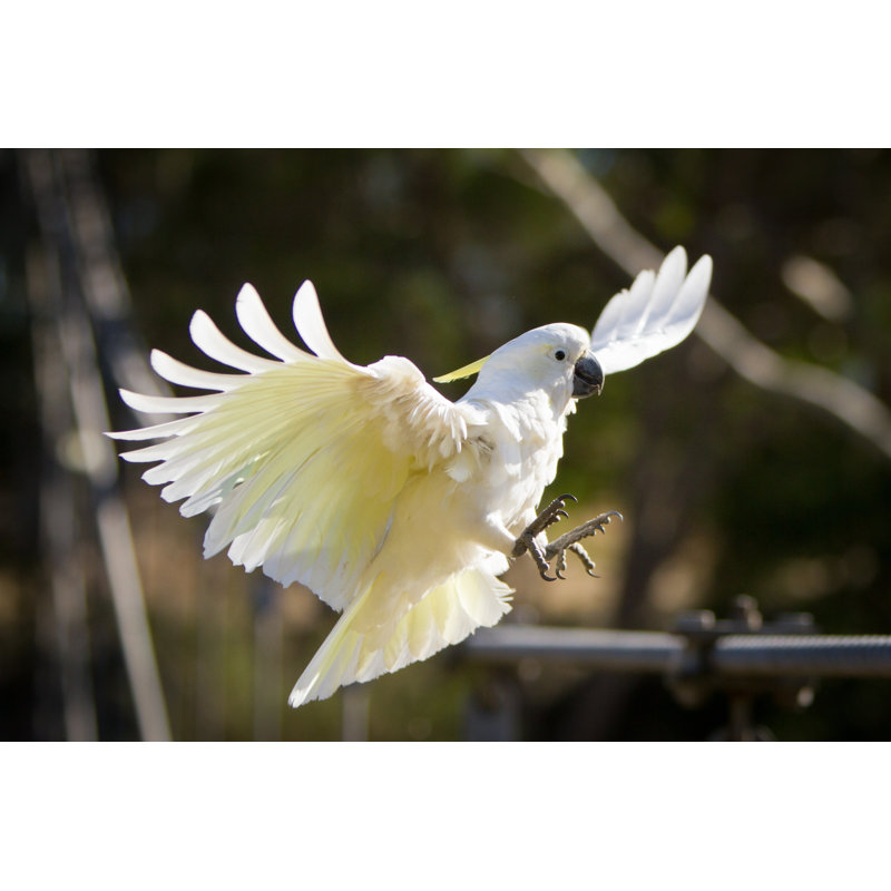 Cockatoo by CraigRJD - No Frame Print on Canvas, 20cm H x 30cm W