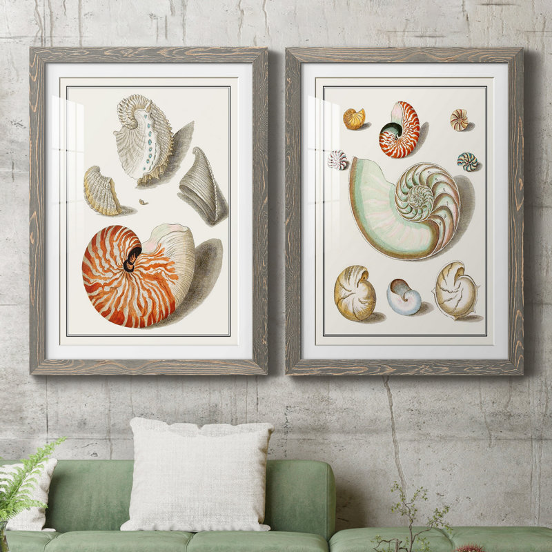 Collection de coquillages I - ensemble de 2 impressions encadrées, Cadre en papier gris, H 37,5 po x l 55 po x P 1,5 po