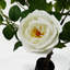 Plastic, Silk Rose Arrangement in Pot