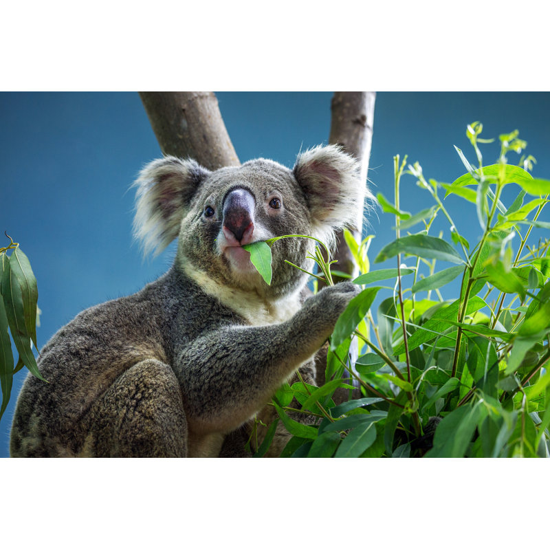 Koala Eating Leaves - Wrapped Canvas Print, 20cm H x 30cm W x 3.8cm D