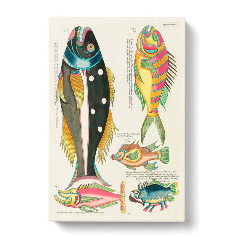 East Indies Fish Illustrations Septieme by Louis Renard - Wrapped Canvas, 76cm H x 50cm W x 3cm D