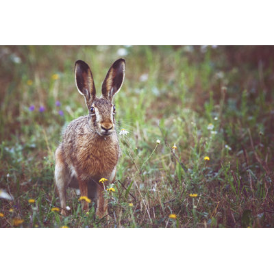 A Brown Hare by Rike_ - Wrapped Canvas Print