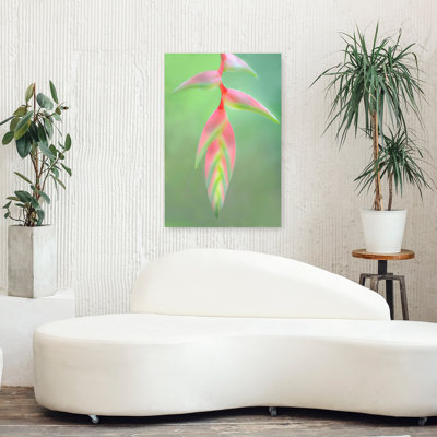 Heliconia, fleur Sarapiqui, Costa Rica, art floral contemporain