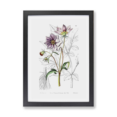 Dahlia Flowers by John William Waterhouse - Framed Print