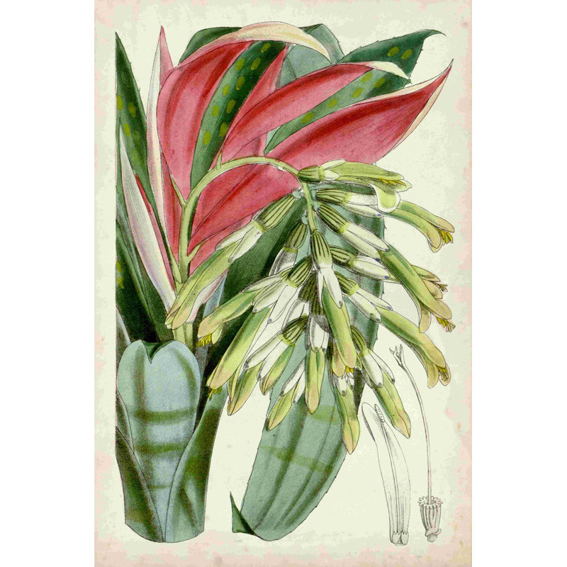 Tropical Gems III, H 18 po x l 12 po