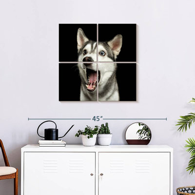 Brampt Surprised Siberian Husky