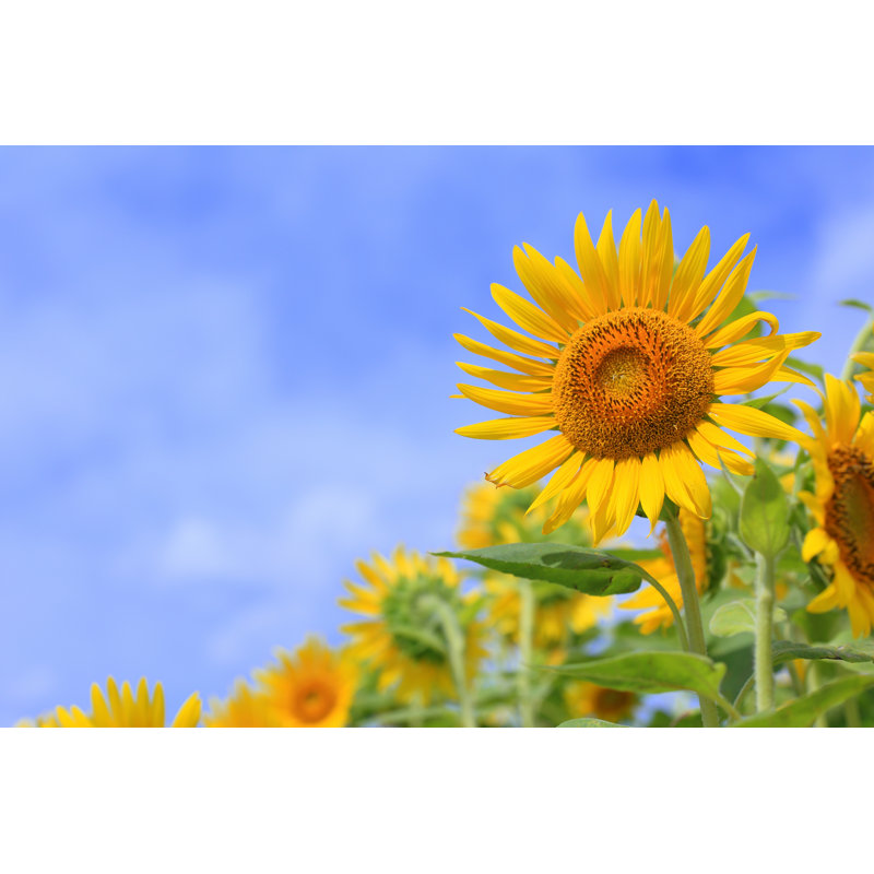 Sunflower by Tomozy-m - Wrapped Canvas Print, 81cm H x 122cm W