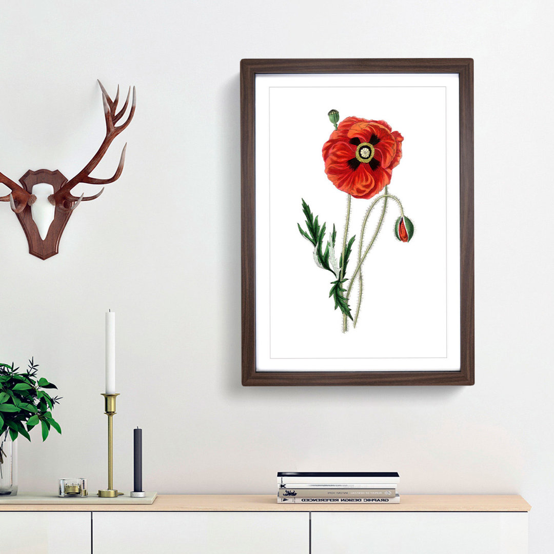 Common Poppy Illustration - Framed Print