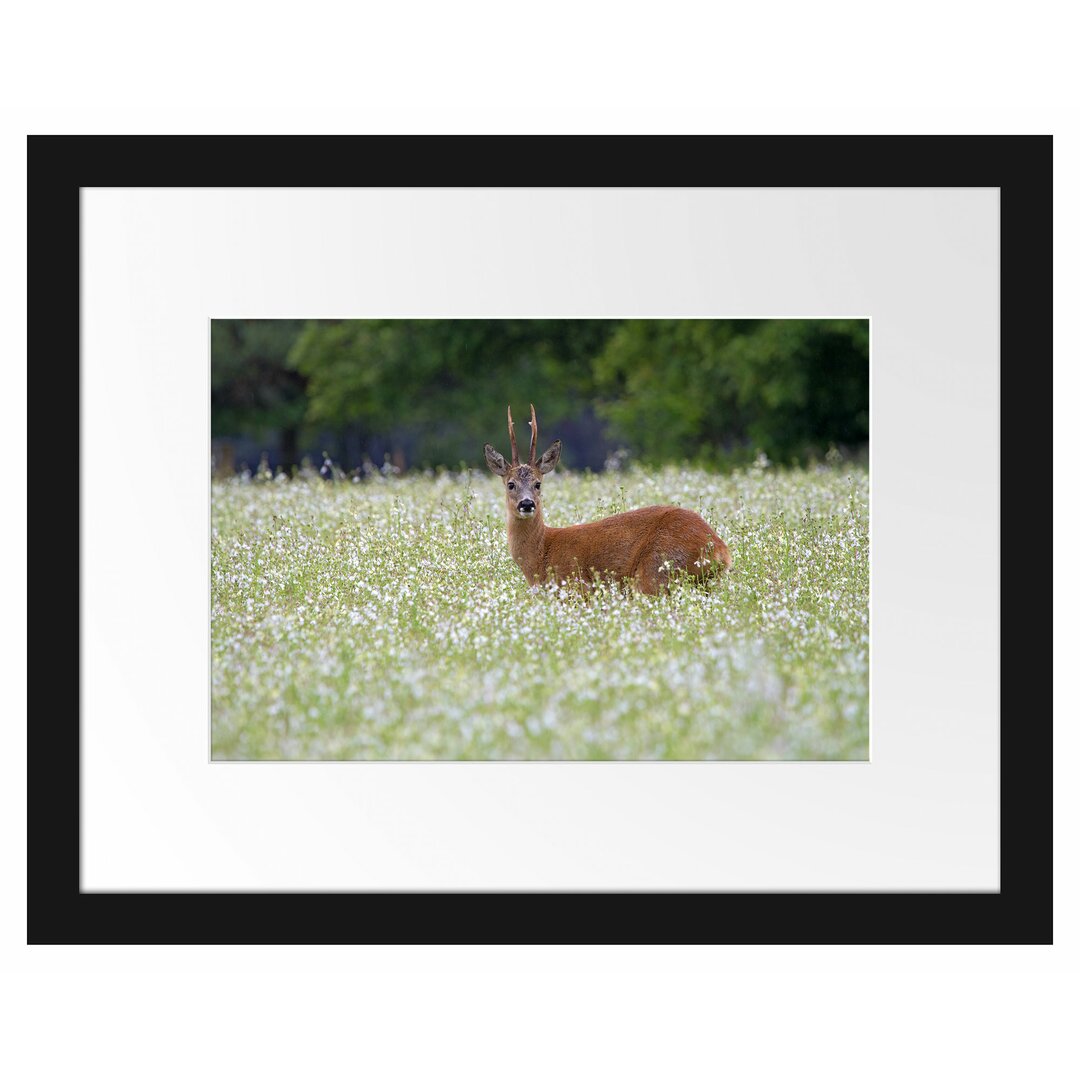 Gerahmter Fotodruck Junger Hirsch auf einer Wiese