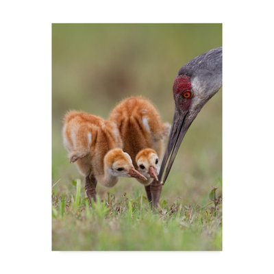 «Sandhill Crane With Chicks», reproduction de photo sur toile tendue