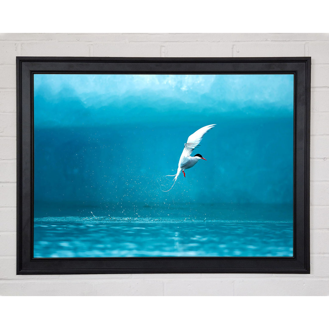 Gerahmtes Leinwandbild Arctic Tern