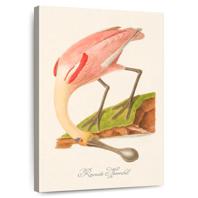 Roseate Spoonbill 1834