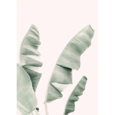 Banana Leaves