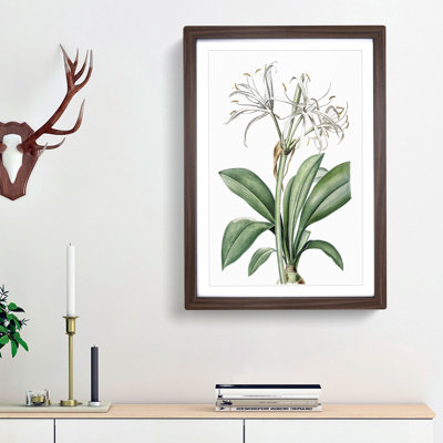 Spider Lily Flowers by Pierre-Joseph Redoute - Picture Frame Painting Print