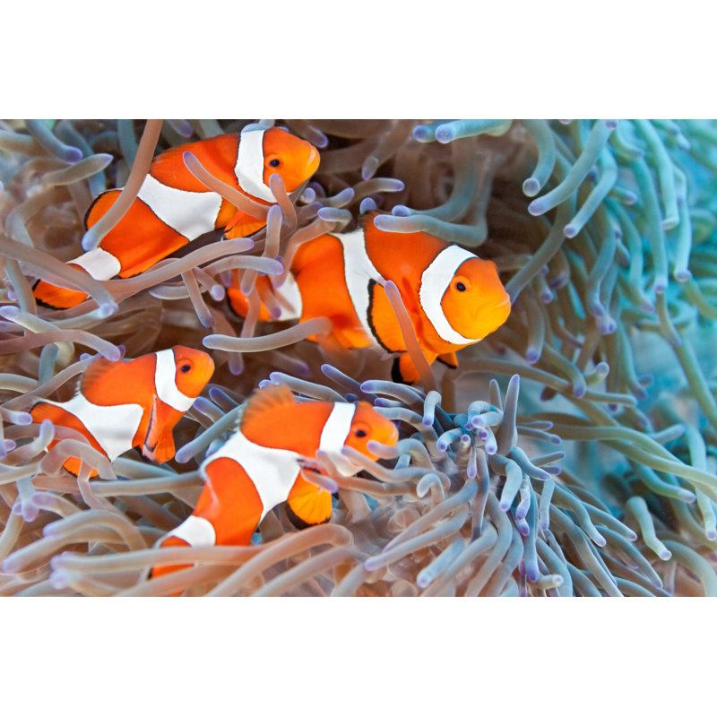«Four Clownfish in an Anemone Underwater» par Crisod - photographie sur toile tendue, H 8 po x l 12 po
