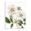 «White Rose of York Vintage Flower», reproduction botanique encadrée sur blanc, art texturé par lettres et lignes