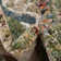 Alresford Oriental Indoor Rug