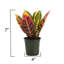 Live Petra Croton Plant-49662118