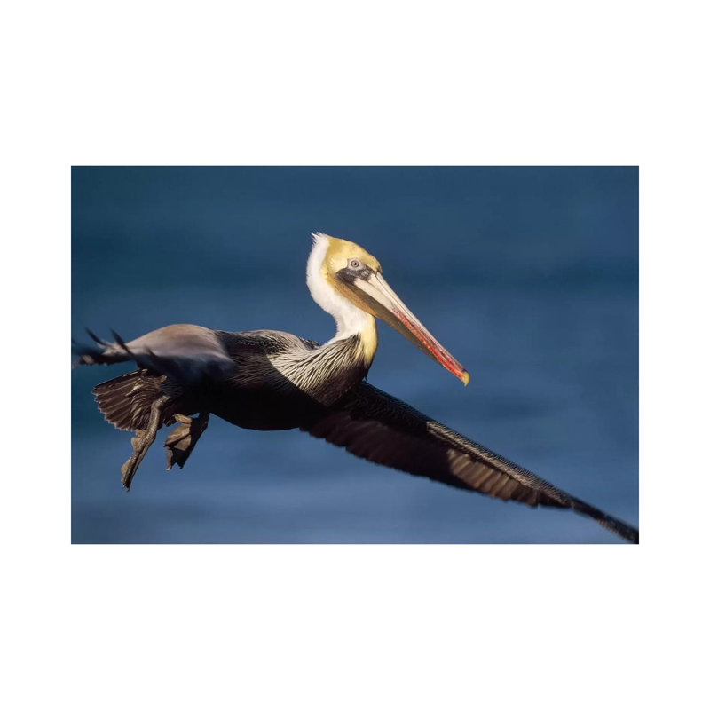 Brown Pelican Flying, California by Tim Fitzharris - Gallery-Wrapped Canvas Giclée on Canvas, Canvas
