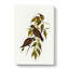 White Vented Woodswallows by Elizabeth Gould - Wrapped Canvas-55305385