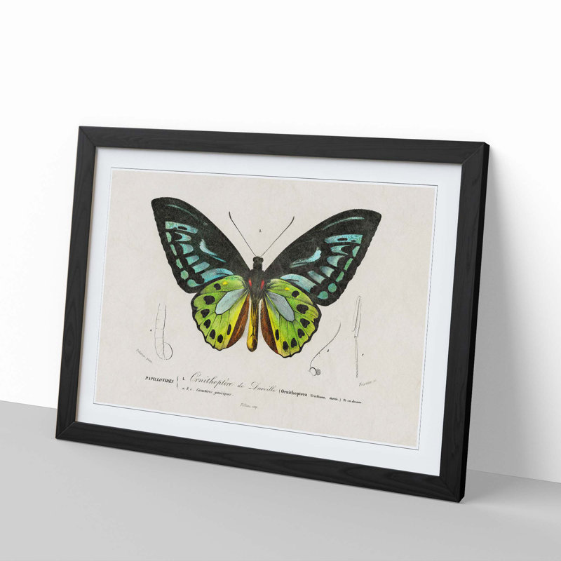 Green Birdwing Butterfly by Charles d Orbigny - Framed Print, 36cm H x 48cm W x 2cm D, Black Framed