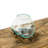 Jarom Glass Driftwood Terrarium Planter 