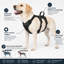 Harnais pour chien sans traction
