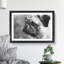 Pug Dog - Framed Print-62759049-62759050