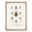 Beetle Illustrations PL.2 by Charles D'Orbigny - Single Picture Frame Print-55543923-55543926