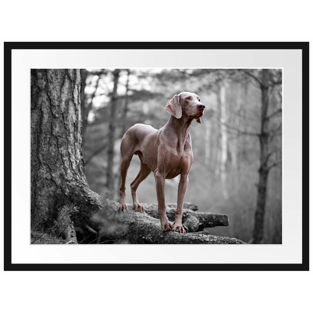 Gerahmtes Poster Weimaraner Baumwurzeln