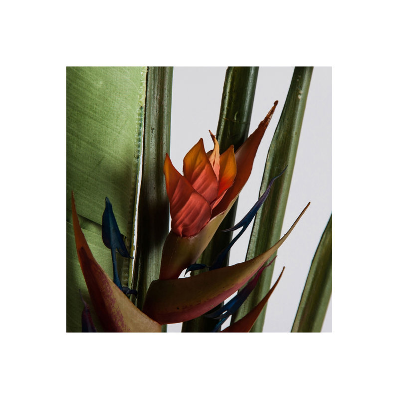 Bird of Paradise Tracie