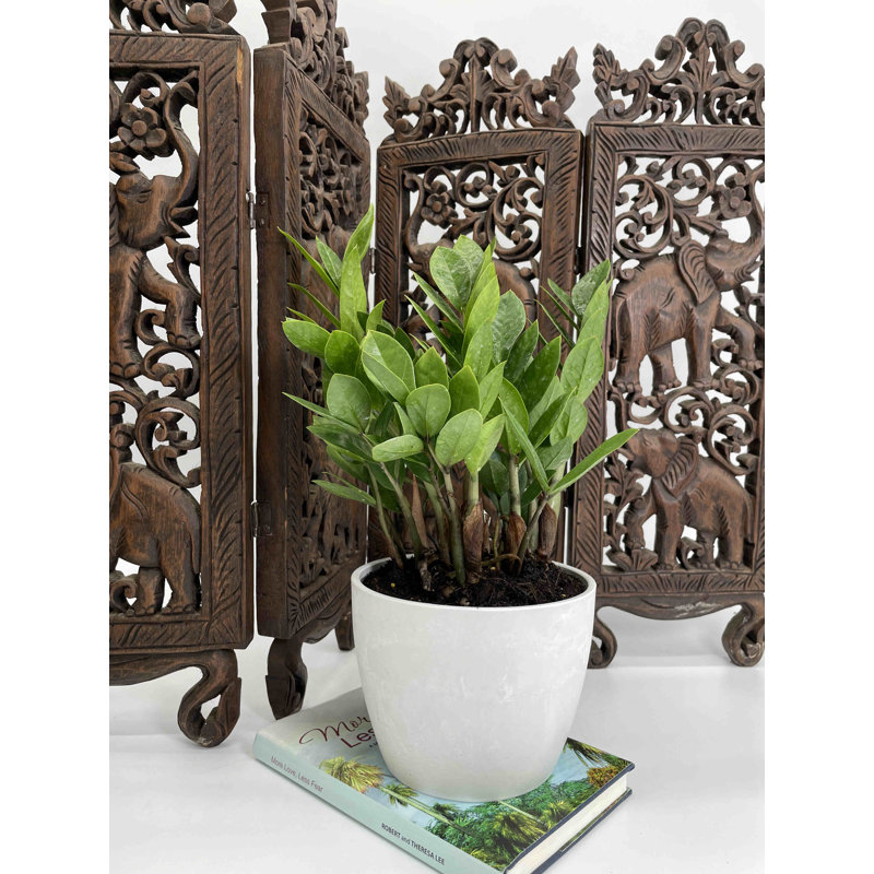 Primrue Byrd Live Zz Plant/Zanzibar Gem/Eternity Plant Plant in Plastic Pot